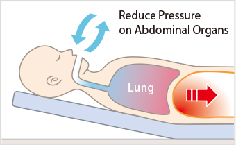 腹部臓器による圧迫の軽減の図
